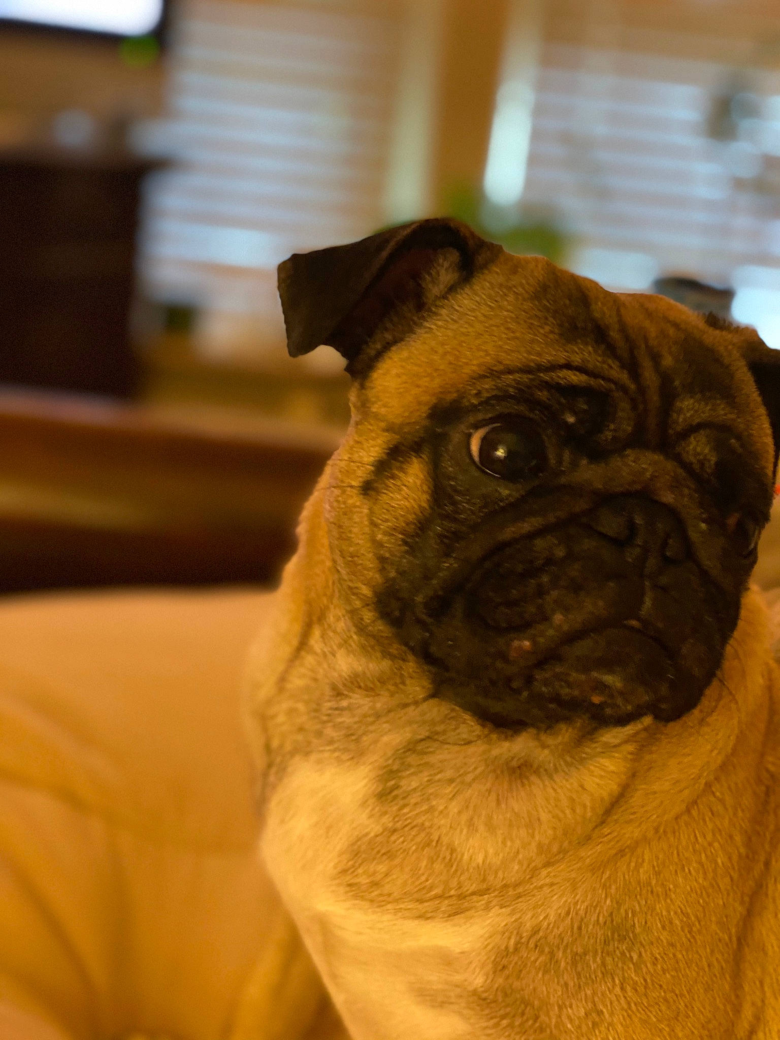 Davinci is registered to the contest to win money with this photo: ancient_dog_breeds, canidae, carnivore, companion_dog, dog, dog_breed, fawn, fur, non_sporting_group, pug, puppy, snout, sporting_group, terrestrial_animal, toy_dog, whiskers, wood, working_animal, wrinkle