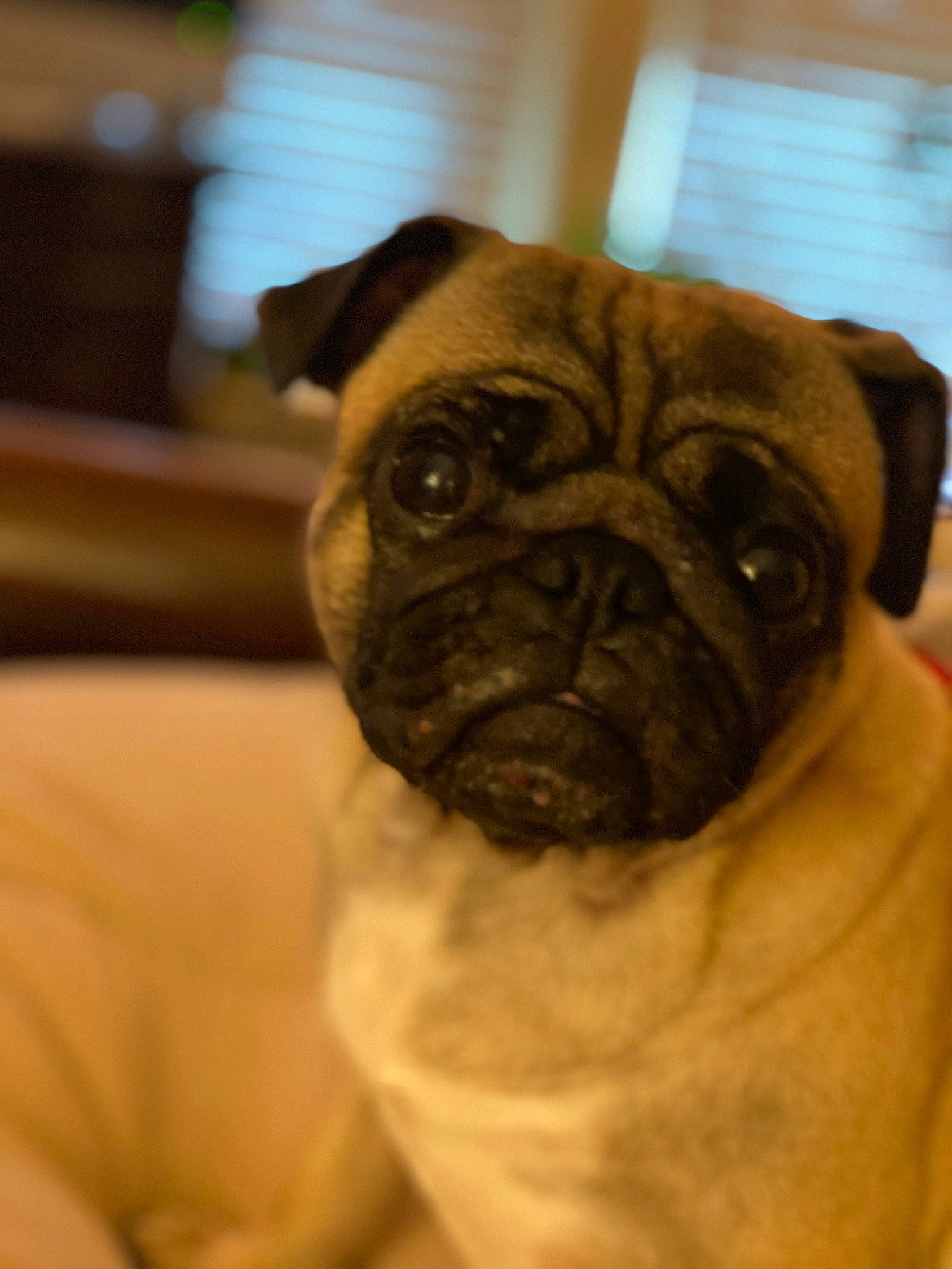 Davinci joined the competition — help win amazing prizes! ancient_dog_breeds, bulldog, canidae, carnivore, companion_dog, dog, dog_breed, ear, fawn, fur, molosser, pug, snout, sporting_group, terrestrial_animal, toy_dog, whiskers, wood, working_animal, wrinkle