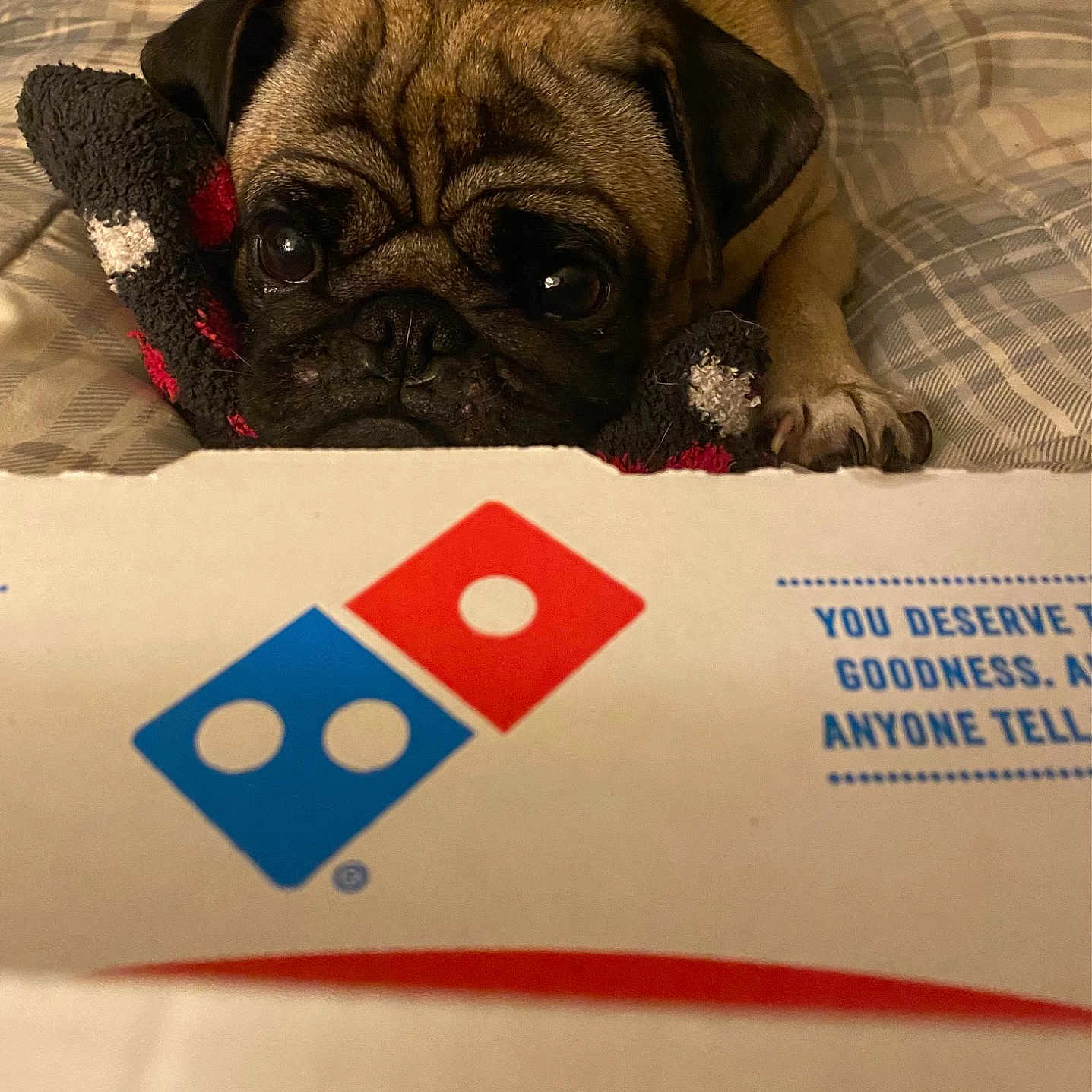 Davinci is registered to the contest to win money with this photo: cameras_optics, carnivore, comfort, companion_dog, digital_camera, dog, dog_breed, fawn, flooring, linens, number, pug, room, snout, sporting_group, terrestrial_animal, toy_dog, whiskers, working_animal, wrinkle