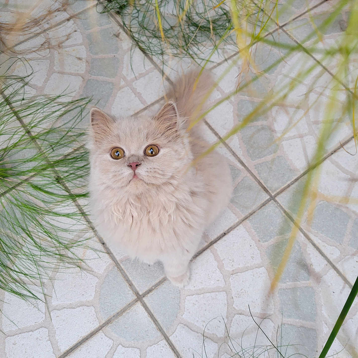 Gaia participe au concours pour gagner de l'argent avec cette photo : abyssinian, angora, animal, cat, flagstone, flower, kitten, manx, path, pattern, pet, plant, road, siamese, sidewalk, slate, tile, walkway