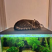 Caramel participe au concours pour gagner de l'argent avec cette photo : abyssinian, algae, animal, aquarium, aquatic, cat, coho, coralreef, fish, manx, moss, nature, outdoors, pet, plant, reef, sea, sealife, water, waterfront