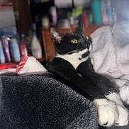 Ebony joined the competition — help win amazing prizes! cat, black_and_white, stretching, paws, blanket, cozy, indoor, pet, feline, relaxed, fur, whiskers, home, blurred_background, soft_texture, resting, animal, domestic_cat, closeup, flash