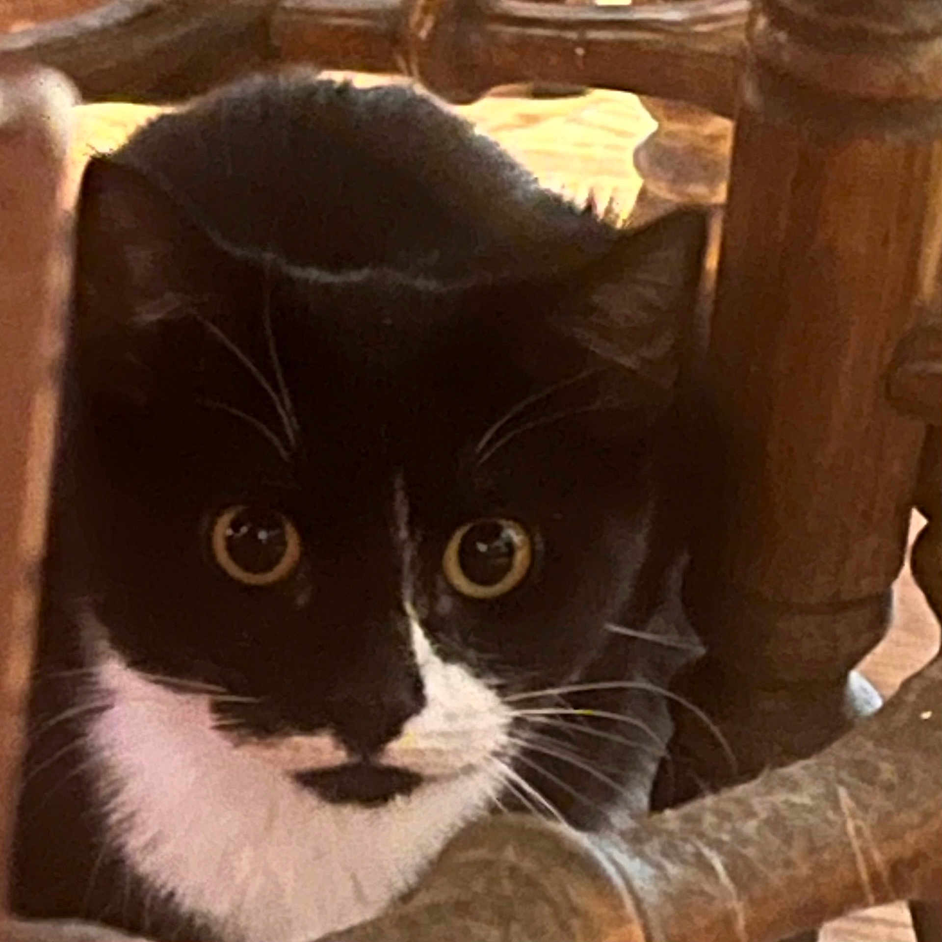 Ebony is registered to the contest to win money with this photo: cat, tuxedo_cat, black_and_white, animal, pet, whiskers, wooden_chair, furniture, indoor, curious, close_up, face, eyes, domestic_cat, mammal, cute, looking, household, resting