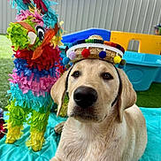 Lil Jake is registered to the contest to win money with this photo: dog, puppy, golden_retriever, sombrero, hat, piñata, colorful, outdoor, grass, blanket, playground, toy, festive, cute, pet, animal, summer, daytime, fence, blue_sky