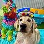 dog, puppy, golden_retriever, sombrero, hat, piñata, colorful, outdoor, grass, blanket, playground, toy, festive, cute, pet, animal, summer, daytime, fence, blue_sky
