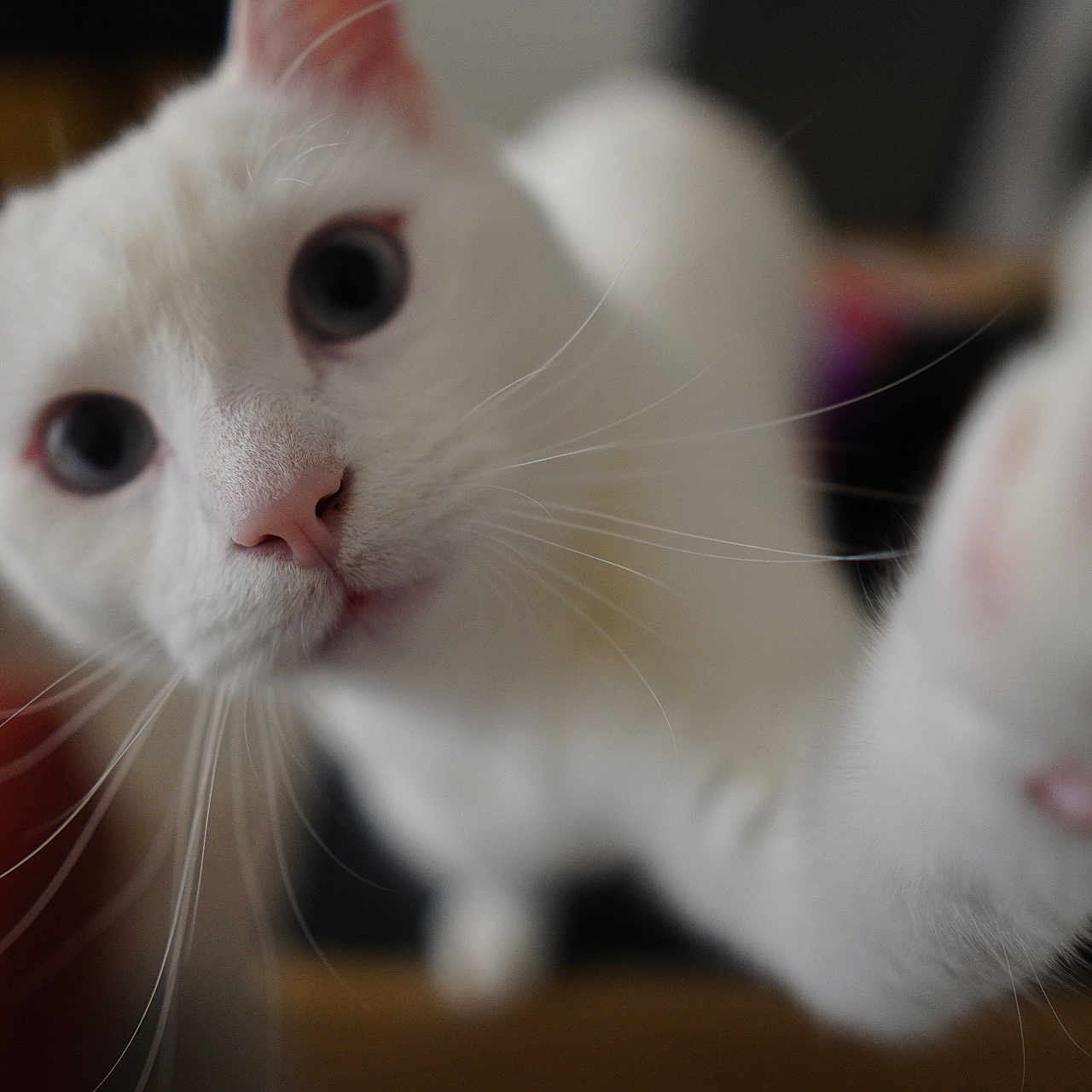 Flocon participe au concours pour gagner de l'argent avec cette photo : abyssinian, angora, animal, cat, kitten, manx, pet, siamese
