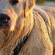 Valmer a rejoint le concours — aidez-le/la à gagner de superbes lots ! animal, blurred_background, canine, close_up, collar, companion, daylight, dog, expression, friendly, fur, golden_retriever, mammal, nature, outdoor, pet, portrait, sunset, water, wet_fur