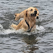 Valmer participe au concours pour gagner de l'argent avec cette photo : active, animal, canine, companions, dog, energetic, fun, golden_retriever, lake, mammal, nature, outdoor, pet, playful, splashing, summer, swimming, two_dogs, water, wet_fur
