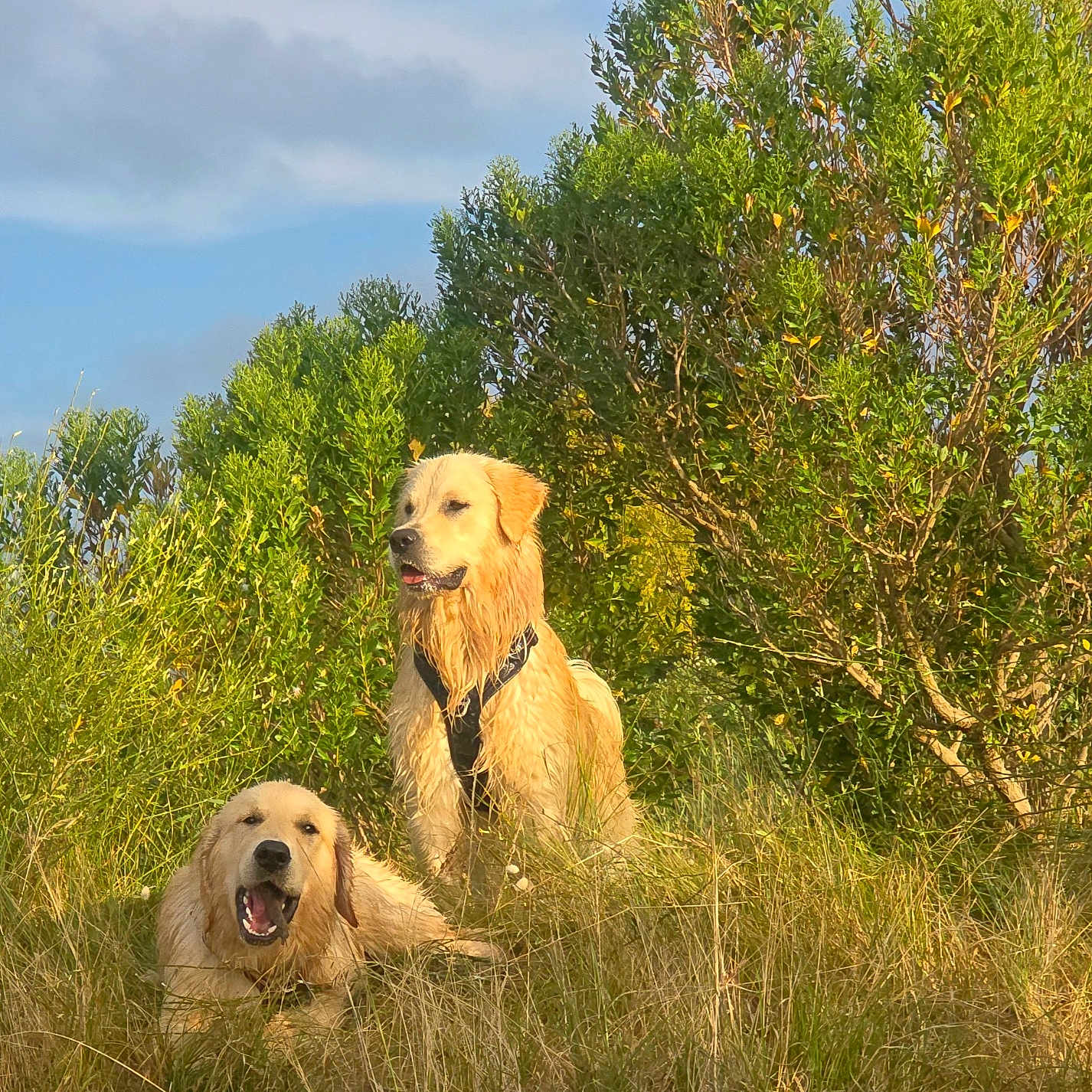 Valmer participe au concours pour gagner de l'argent avec cette photo : animal, bush, canine, daylight, dog, field, fur, golden_retriever, grass, happy, mammal, nature, outdoor, pet, playful, relaxed, scenery, summer, sunlight, two_dogs