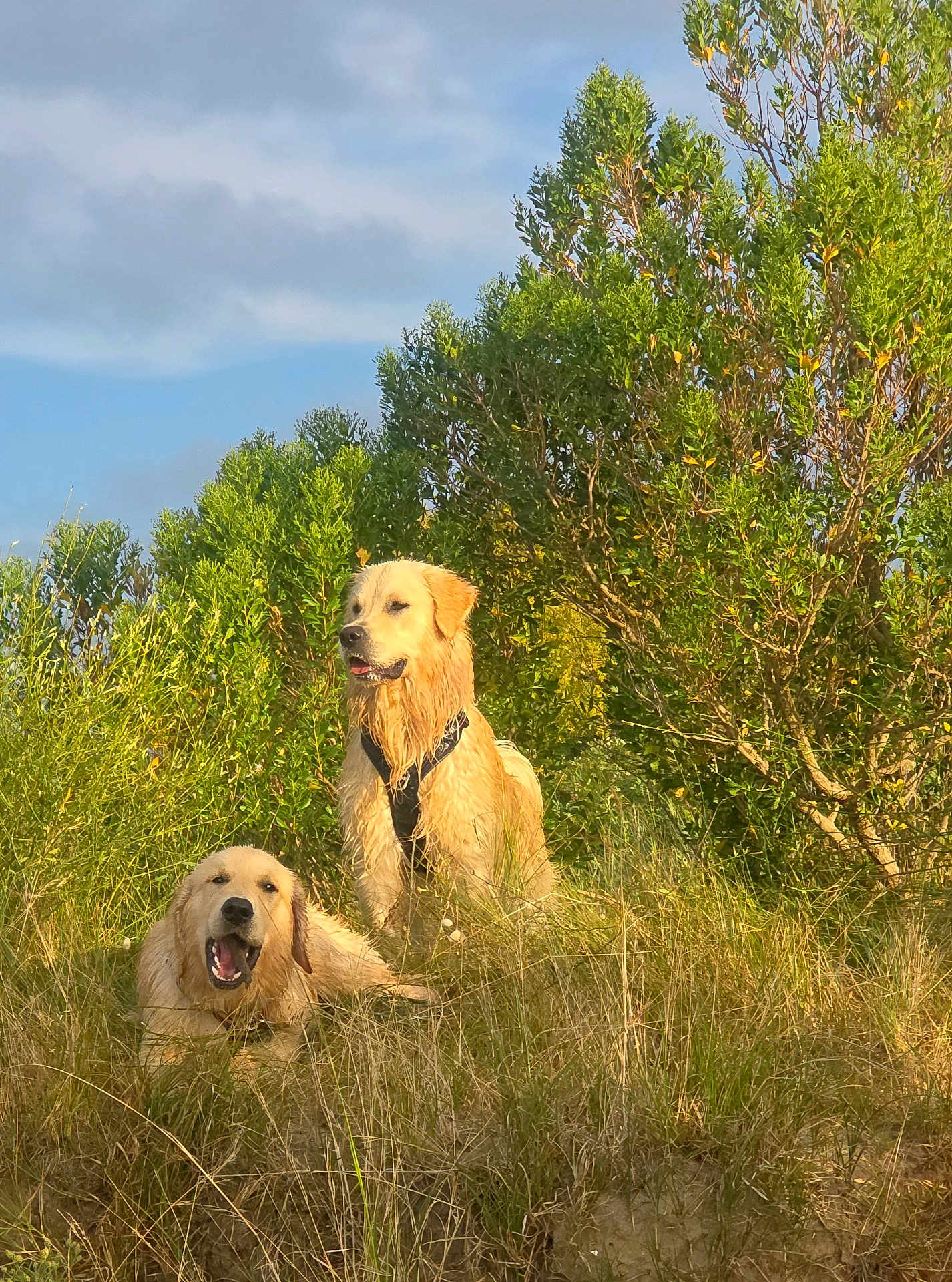 Valmer participe au concours pour gagner de l'argent avec cette photo : animal, bush, canine, daylight, dog, field, fur, golden_retriever, grass, happy, mammal, nature, outdoor, pet, playful, relaxed, scenery, summer, sunlight, two_dogs