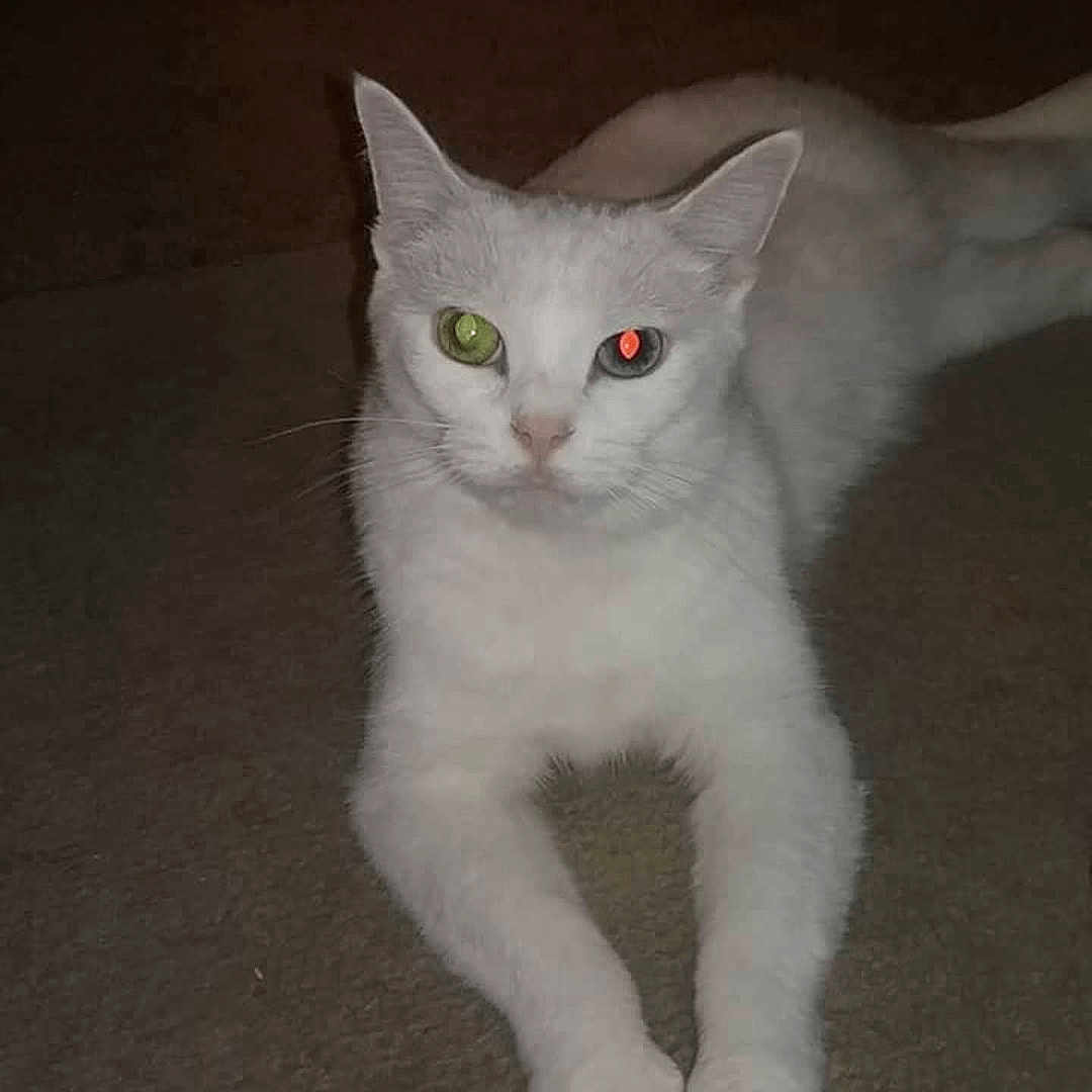 Kiki joined the competition — help win amazing prizes! abyssinian, angora, animal, blackcat, cat, citrusfruit, computer, computerhardware, electronics, food, fruit, kitten, manx, orange, pc, person, pet, plant, produce, siamese