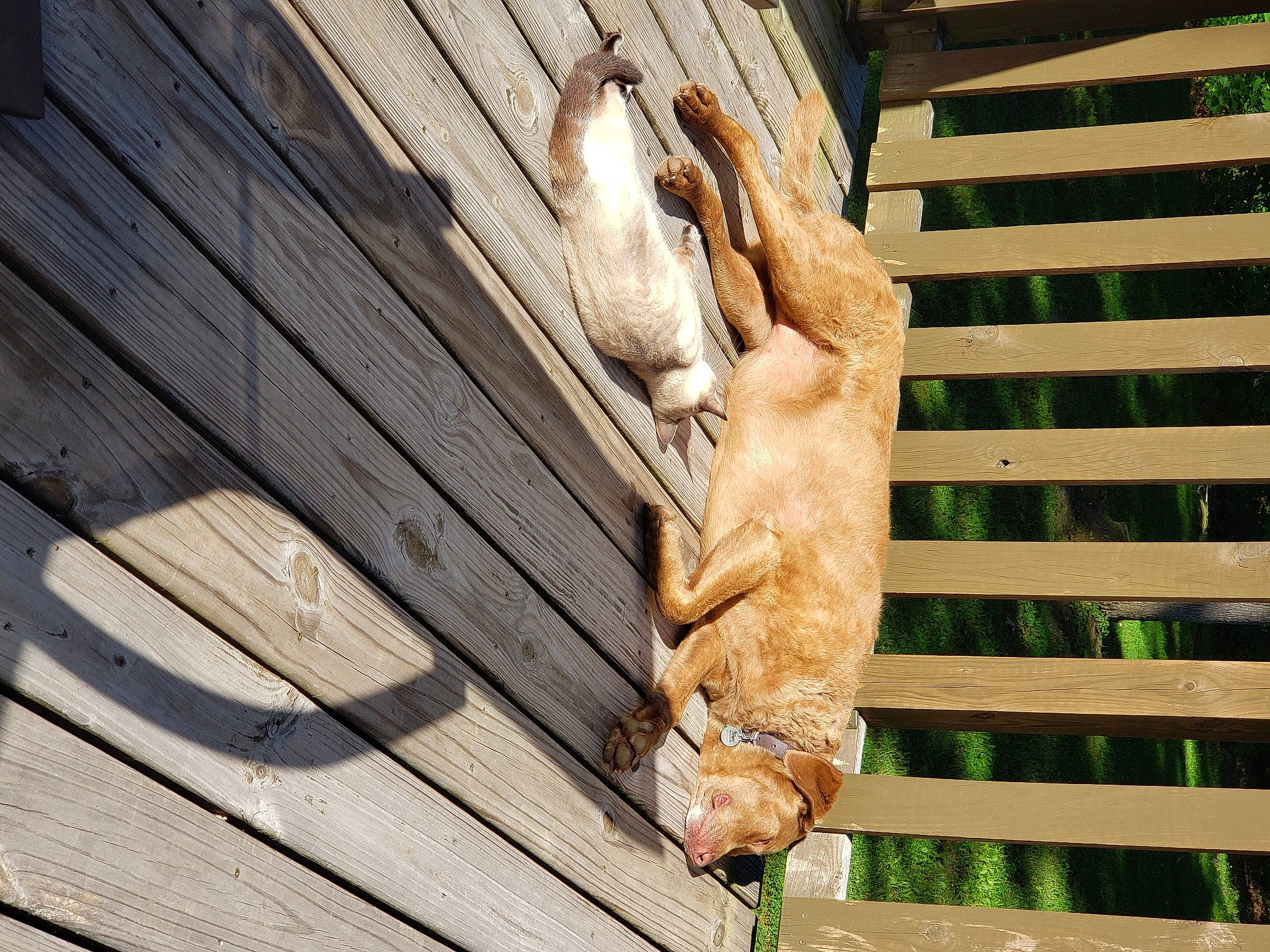 Bella is registered to the contest to win money with this photo: art, building, canidae, carnivore, facade, fawn, felidae, gargoyle, hardwood, monument, plank, sculpture, siding, small_to_medium_sized_cats, snout, sporting_group, statue, tail, wood, wood_stain