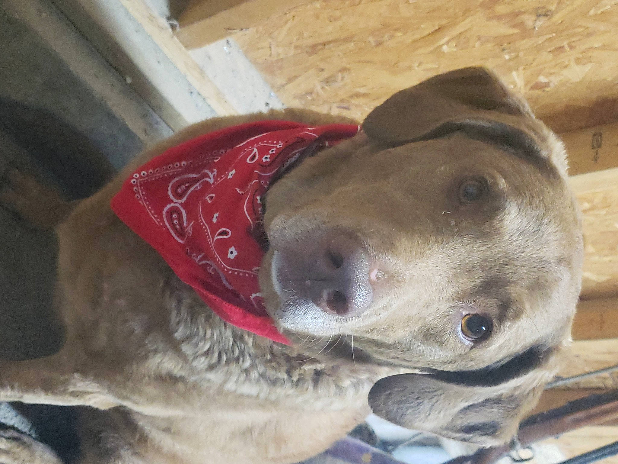 Bella joined the competition — help win amazing prizes! canidae, carnivore, collar, companion_dog, dog, dog_breed, dog_collar, ear, fawn, firefighter, fur, hat, jaw, liver, pet_supply, snout, sporting_group, terrestrial_animal, whiskers, working_animal