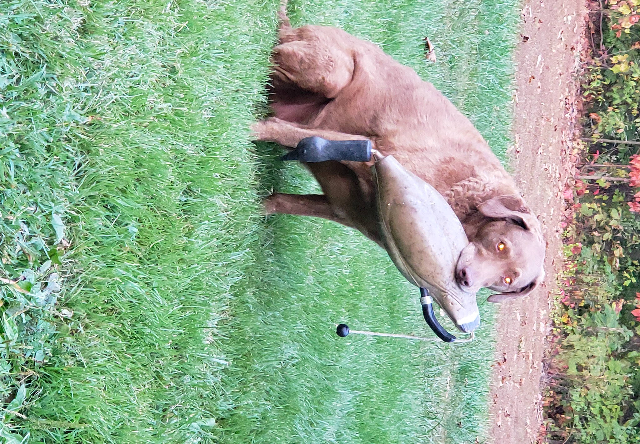 Bella is registered to the contest to win money with this photo: canidae, carnivore, companion_dog, dog, dog_breed, fawn, grass, grassland, grazing, groundcover, human_leg, liver, livestock, pasture, plant, snout, sporting_group, tail, terrestrial_animal, working_animal