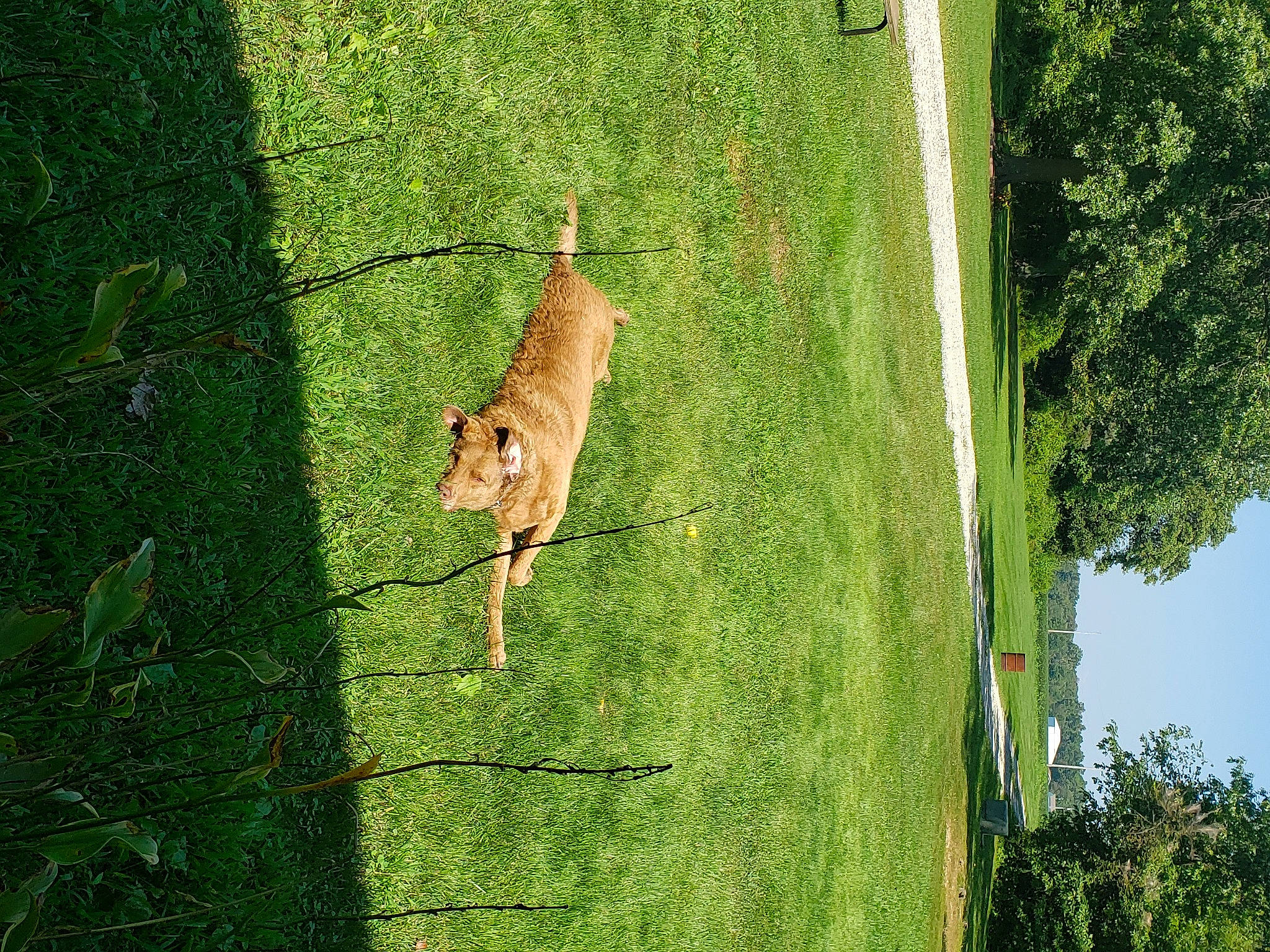 Bella joined the competition — help win amazing prizes! branch, carnivore, dog, dog_breed, fawn, grass, grassland, groundcover, landscape, meadow, plant, shrub, sky, slope, terrestrial_animal, tree, trunk, vegetation, wood, woody_plant