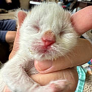 Theo joined the competition — help win amazing prizes! kitten, newborn, hand, furry, indoor, blurred_background, person, couch, furniture, soft_light, tiny_paws, closed_eyes, pink_nose, cute, pet, animal, mammal, domestic, resting, holding