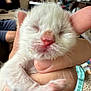 kitten, newborn, hand, furry, indoor, blurred_background, person, couch, furniture, soft_light, tiny_paws, closed_eyes, pink_nose, cute, pet, animal, mammal, domestic, resting, holding
