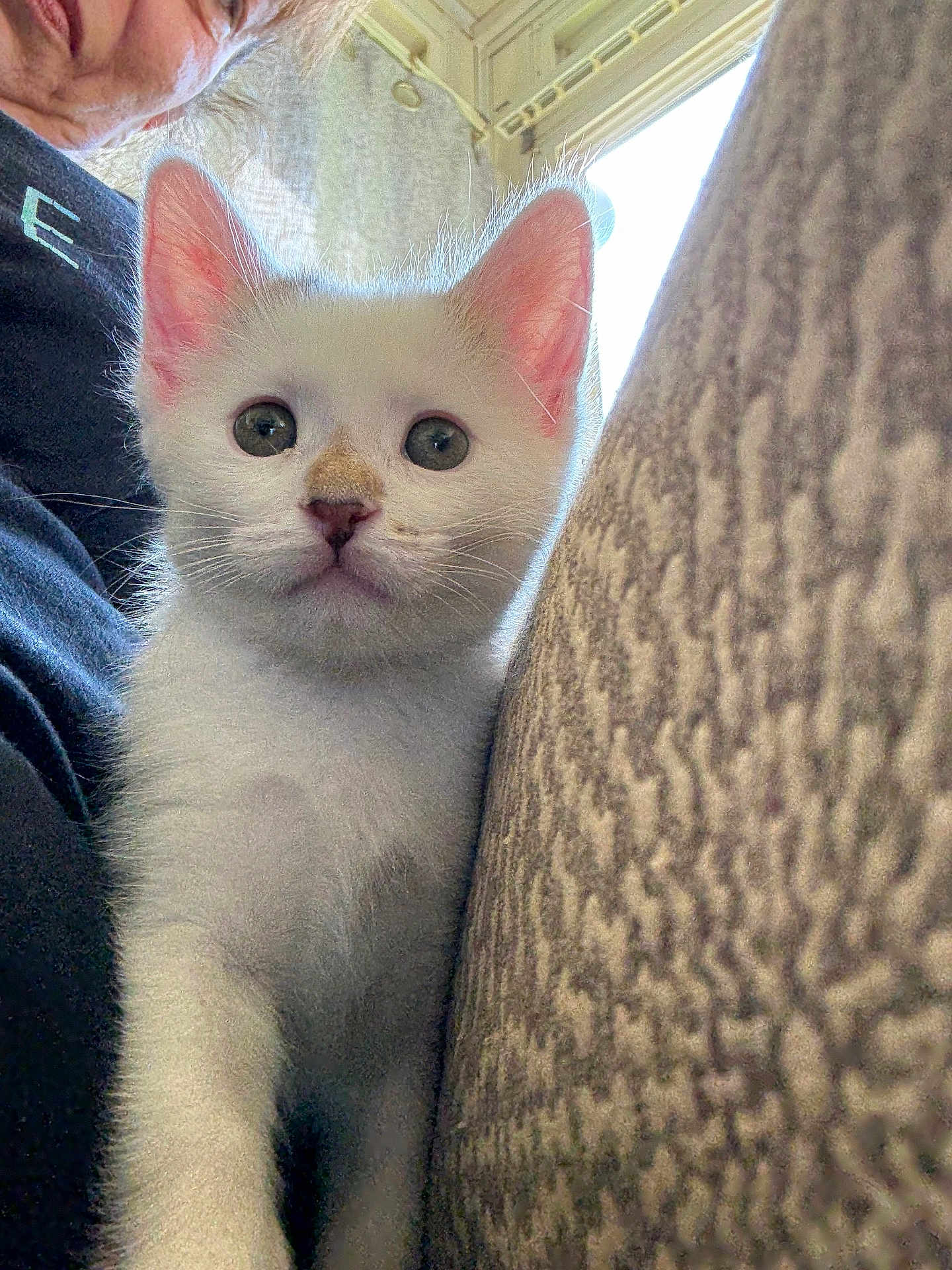 Theo joined the competition — help win amazing prizes! kitten, white_cat, pet, animal, closeup, indoor, furniture, couch, person, face, curious, young, fur, whiskers, ears, nose, eyes, soft, cozy, home