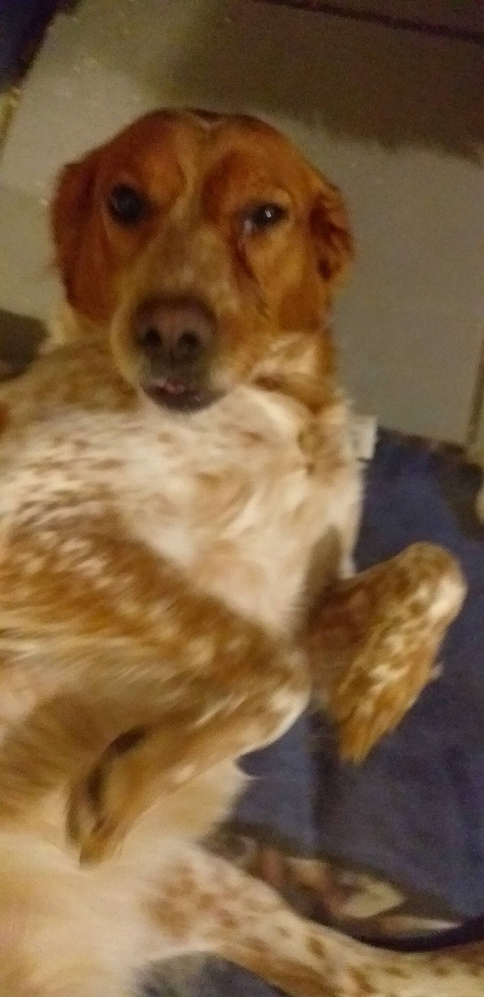 Mimie