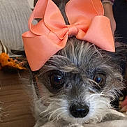 Angel is registered to the contest to win money with this photo: dog, pet, bow, close_up, cute, animal, fur, face, portrait, indoor, small_dog, accessory, adorable, eyes, whiskers, nose, scruffy, looking_at_camera, soft_light, cute_expression