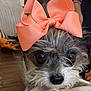dog, pet, bow, close_up, cute, animal, fur, face, portrait, indoor, small_dog, accessory, adorable, eyes, whiskers, nose, scruffy, looking_at_camera, soft_light, cute_expression