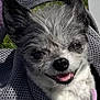 Angel is registered to the contest to win money with this photo: dog, small_dog, close_up, smiling, mesh_fabric, carrier, outdoor, sunlight, grass, pet, cute, animal, face, ears, fur, happy, tongue, nose, resting, relaxed