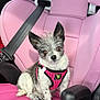 adorable, animal, black_nose, brown_eyes, car_seat, compact, companion, cute, dog, ears, fluffy, fur, harness, looking_at_camera, pet, pink, seatbelt, sitting, small_dog, vehicle_interior