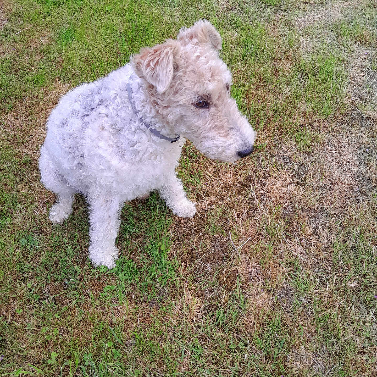 Nala a rejoint le concours — aidez-le/la à gagner de superbes lots ! airedale, animal, ball, canine, dog, field, football, grass, grassland, lawn, nature, outdoors, pet, plant, poodle, puppy, soccer, soccerball, terrier, whitedog