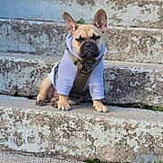 Jax joined the competition — help win amazing prizes! dog, french_bulldog, puppy, hoodie, pet, animal, sitting, outdoor, stairs, concrete, wearing_clothes, cute, young_dog, casual, alone, daylight, close_up, small_dog, expression, calm