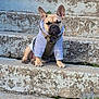 dog, french_bulldog, puppy, hoodie, pet, animal, sitting, outdoor, stairs, concrete, wearing_clothes, cute, young_dog, casual, alone, daylight, close_up, small_dog, expression, calm