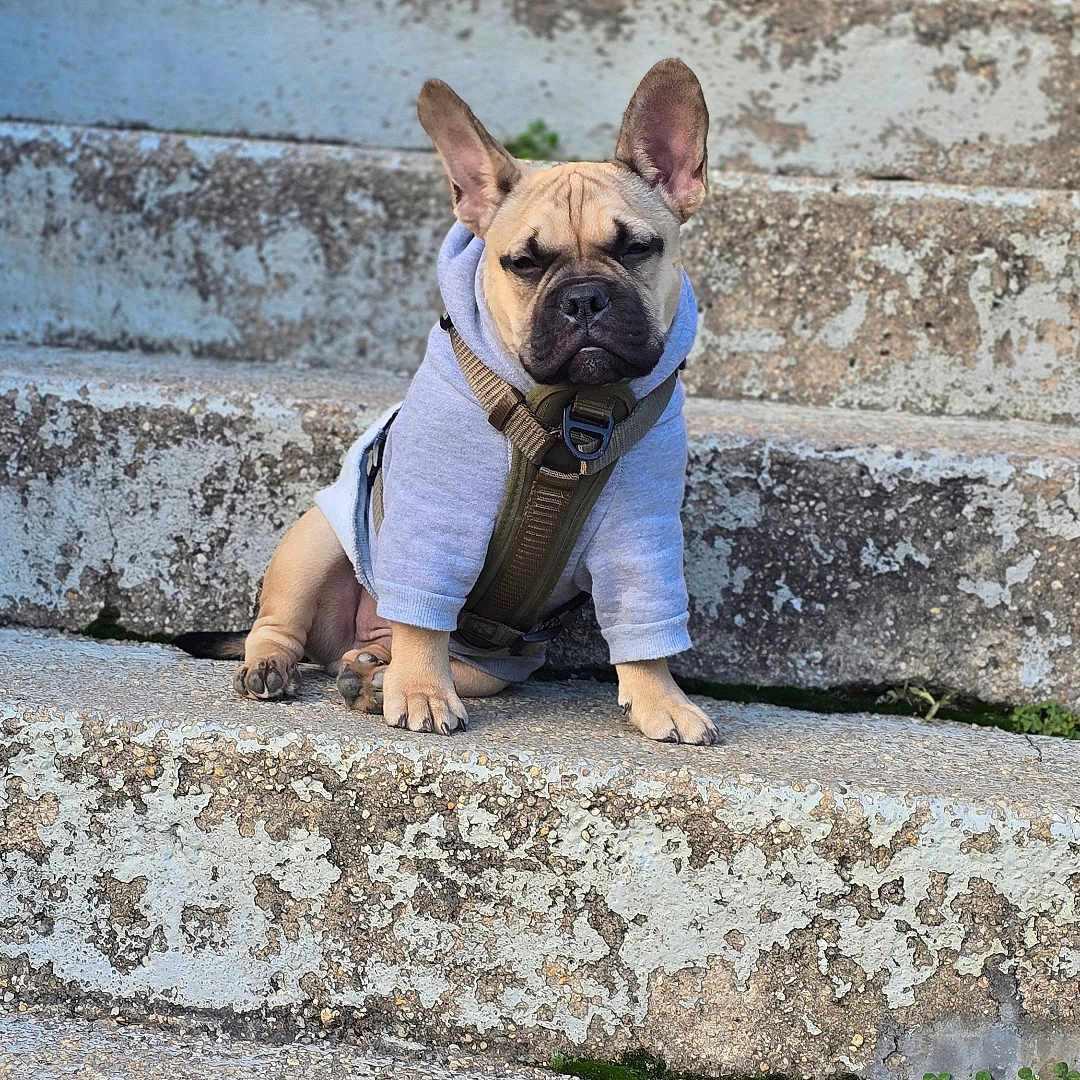 Jax joined the competition — help win amazing prizes! alone, animal, calm, casual, close_up, concrete, cute, daylight, dog, expression, french_bulldog, hoodie, outdoor, pet, puppy, sitting, small_dog, stairs, wearing_clothes, young_dog