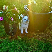Rook joined the competition — help win amazing prizes! puppy, dog, flower_pots, flowers, garden, grass, sunlight, plants, greenery, outdoor, pet, cute, young_dog, nature, summer, sunbeam, white_puppy, playful, small_dog, fluffy