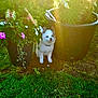 puppy, dog, flower_pots, flowers, garden, grass, sunlight, plants, greenery, outdoor, pet, cute, young_dog, nature, summer, sunbeam, white_puppy, playful, small_dog, fluffy
