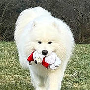 Baïkal participe au concours pour gagner de l'argent avec cette photo : animal, canine, cute, daylight, dog, ears, fluffy, forest_background, grass, mammal, nature, nose, outdoor, pet, playful, plush_toy, samoyed, toy, walking, white_fur