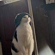 Oreo joined the competition — help win amazing prizes! cat, beanie, white_fur, black_fur, indoor, wooden_perch, hat, pet, animal, feline, cozy, portrait, sitting, domestic, cute, looking_away, soft_lighting, shadow, calm, furry