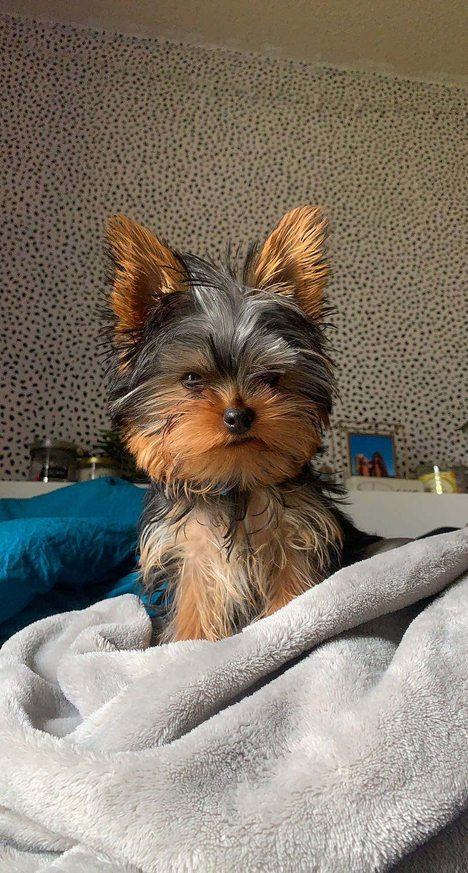 Nash joined the competition — help win amazing prizes! biewer_terrier, canidae, carnivore, comfort, companion_dog, dog, dog_breed, dog_supply, fawn, fur, liver, small_terrier, snout, sporting_group, terrestrial_animal, terrier, toy_dog, whiskers, working_animal, yorkipoo