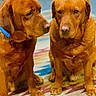 Doc is registered to the contest to win money with this photo: dogs, dog, canine, pet, reddish_brown, sitting, indoors, rug, collar, blue_collar, portrait, animal, fur, floppy_ears, brown_eyes, nose, paws, companions, home, photography