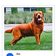 Doc joined the competition — help win amazing prizes! animal, brown_dog, collar, competition, dog, garden, grass, happy, landscaping, large_dog, lawn, leash, open_mouth, outdoor, pet, portrait, standing, text_overlay, tongue_out, website_screenshot