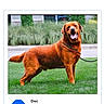 dog, brown_dog, large_dog, standing, outdoor, grass, lawn, garden, landscaping, leash, collar, open_mouth, tongue_out, happy, portrait, pet, animal, competition, website_screenshot, text_overlay