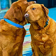 Doc is registered to the contest to win money with this photo: dog, dogs, canine, brown_dog, short_hair, collar, blue_collar, colorful_collar, sitting, indoor, portrait, pet, animal, fur, floppy_ears, nose, eyes, friendship, companionship, colorful_background