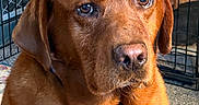 Doc is registered to the contest to win money with this photo: animal, brown_dog, close_up, crate, dog, eyes, face, floppy_ears, fur, indoor, kennel, nose, patterned_bedding, pet, portrait, puppy, reddish_fur, second_dog, sitting, warm_lighting