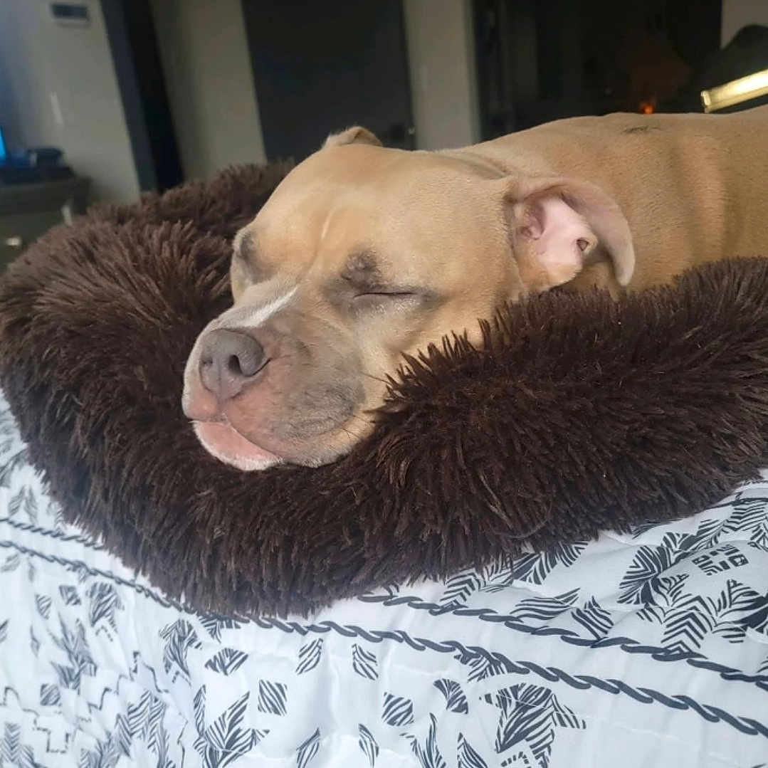 Patricia is registered to the contest to win money with this photo: animal, bed, blanket, brown, closeup, comfort, cozy, cute, dog, ear, face, fur, indoor, peaceful, pet, relaxed, resting, sleeping, snout, soft