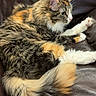 cat, calico_cat, feline, pet, fluffy, fur, animal, couch, leather, indoor, relaxing, paws, tail, side_view, whiskers, ears, domestic_cat, mammal, resting, cute