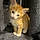 Toast