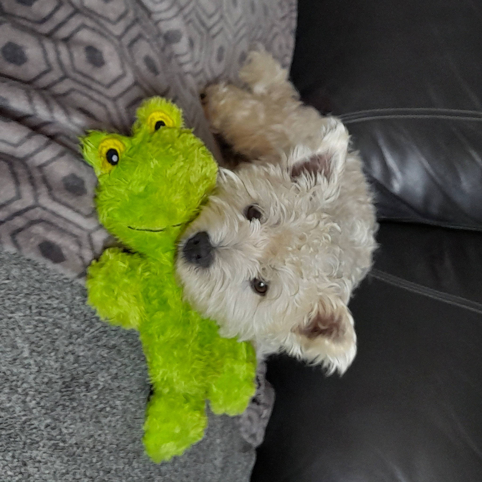 Twix participe au concours pour gagner de l'argent avec cette photo : baby_toys, companion_dog, couch, dog, dog_supply, dog_toy, fur, plush, small_terrier, stuffed_toy, toy, toy_dog, working_animal