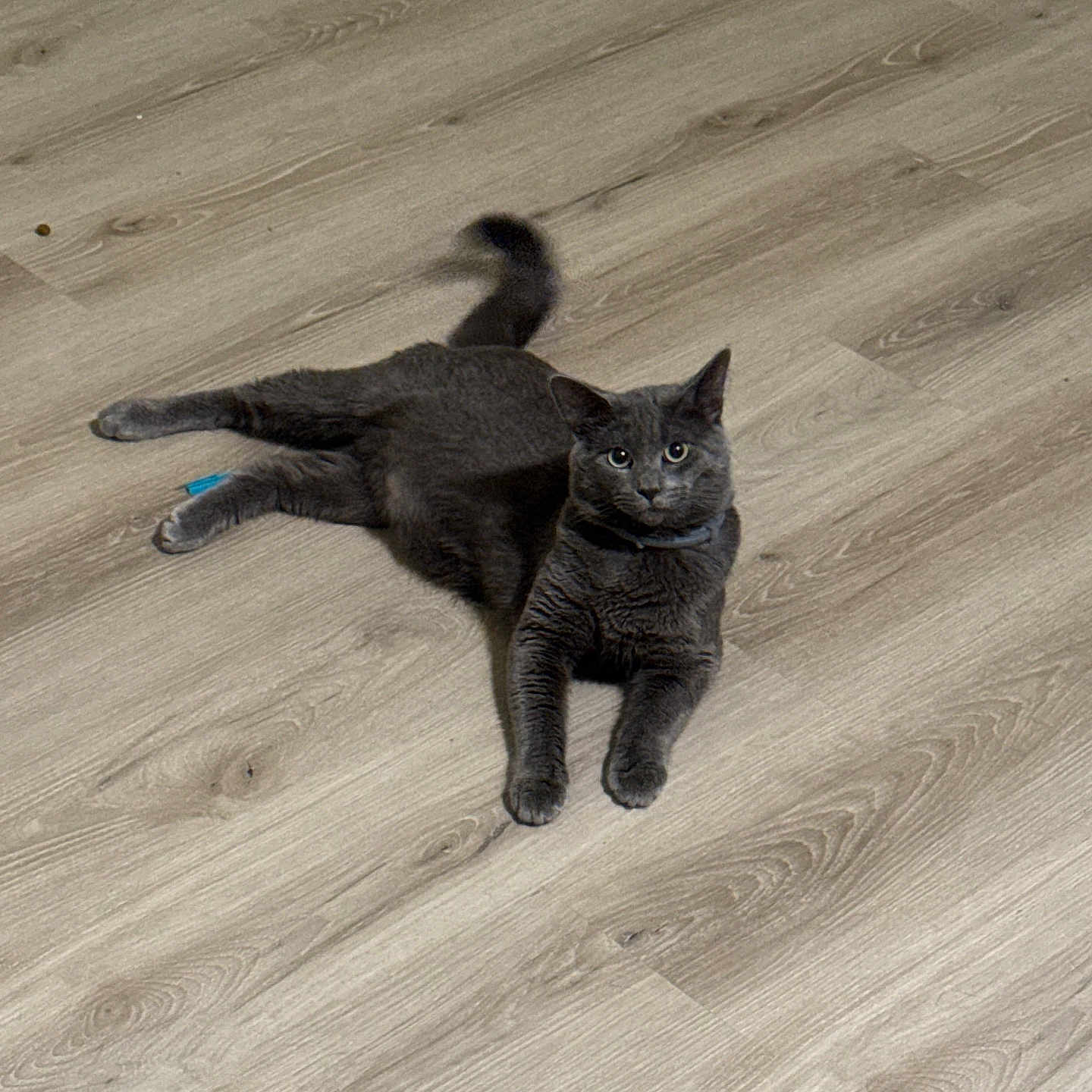 Tom Carter is registered to the contest to win money with this photo: alert, animal, cat, cute, domestic_animal, ears, feline, floor, fur, gray_cat, home, indoor, looking_at_camera, lying_down, pet, relaxed, single_animal, tail, whiskers, wooden_floor