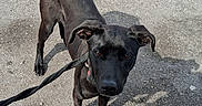 Midnight is registered to the contest to win money with this photo: dog, black_dog, leash, pet, outdoor, asphalt, shadow, curious, animal, canine, standing, ears, eyes, collar, street, daylight, skinny, looking_up, walking, pavement