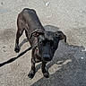 dog, black_dog, leash, pet, outdoor, asphalt, shadow, curious, animal, canine, standing, ears, eyes, collar, street, daylight, skinny, looking_up, walking, pavement