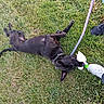 Midnight joined the competition — help win amazing prizes! dog, black_dog, grass, toy, stuffed_toy, leash, sneakers, footwear, outdoor, playful, pet, animal, canine, human_feet, jeans, collar, fun, nature, grass_field, daylight
