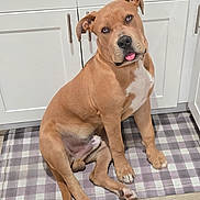 Duke joined the competition — help win amazing prizes! dog, tan, white_patch, sitting, kitchen, floor_mat, checkered, wood_floor, cabinet, head_tilt, tongue_out, pet, domestic, cute, playful, indoor, mammal, canine, paw, ears